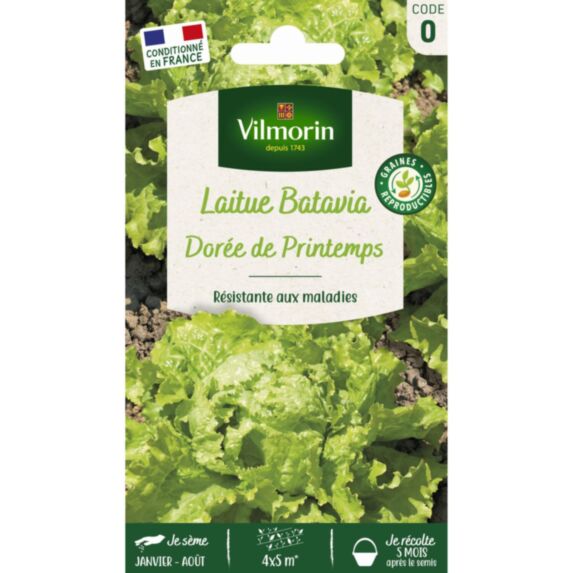 Graines Laitue Batavia Dorée de Printemps - VILMORIN