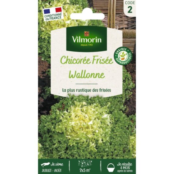 Graines Chicorée Frisée Wallonne Race Lorca - VILMORIN