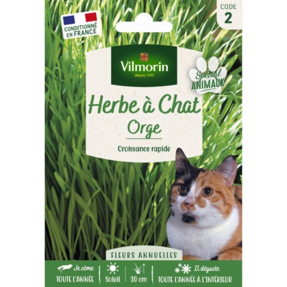 Herbe à Chat Orge