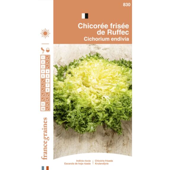 Graines Chicorée Frisée de Ruffec - FRANCE GRAINES