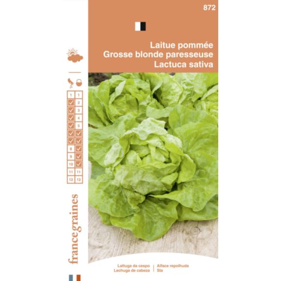 Graines Laitue Pommée Grosse Blonde Paresseuse - FRANCE GRAINES