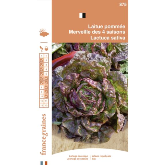 Graines Laitue Pommée Merveille des 4 Saisons - FRANCE GRAINES