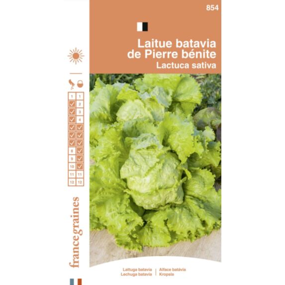 Graines Laitue Batavia de Pierre Bénite - FRANCE GRAINES