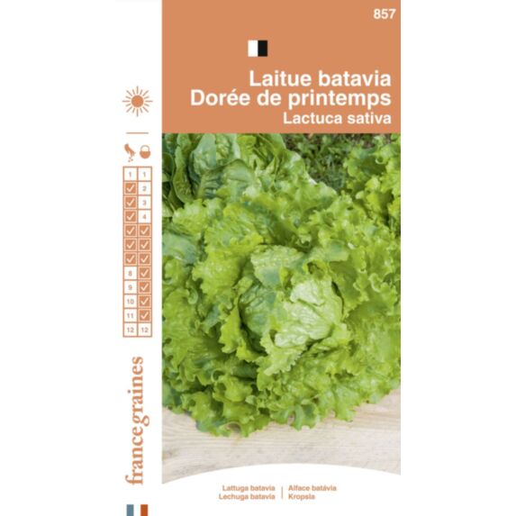 Graines Laitue Batavia Dorée de Printemps - FRANCE GRAINES