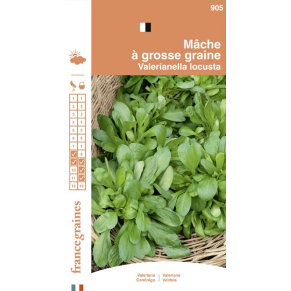 Graines Mâche à Grosse Graine - FRANCE GRAINES