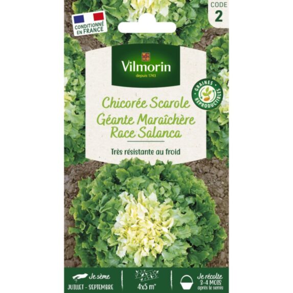 Graines Chicorée Scarole Géante Maraîchère Race Salanca - VILMORIN