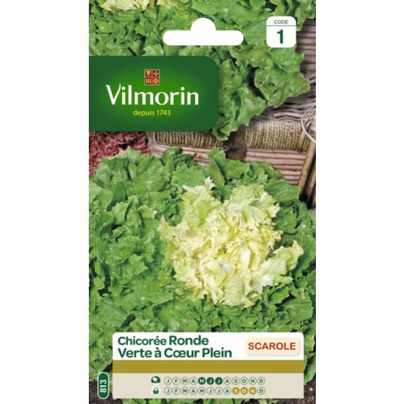 Graines Chicorée Scarole Ronde Verte à Cœur Plein - VILMORIN