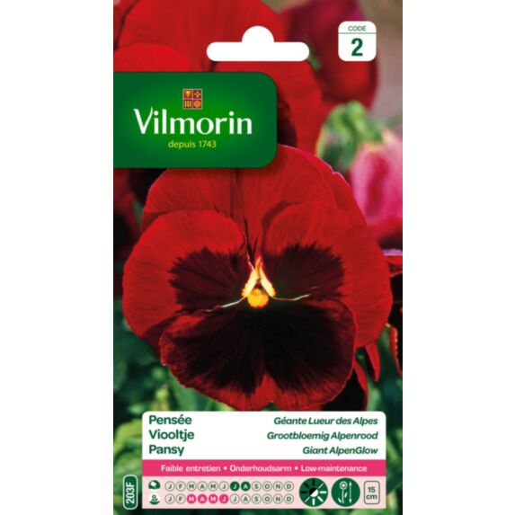 Graines Pensée Géante Lueur des Alpes - VILMORIN