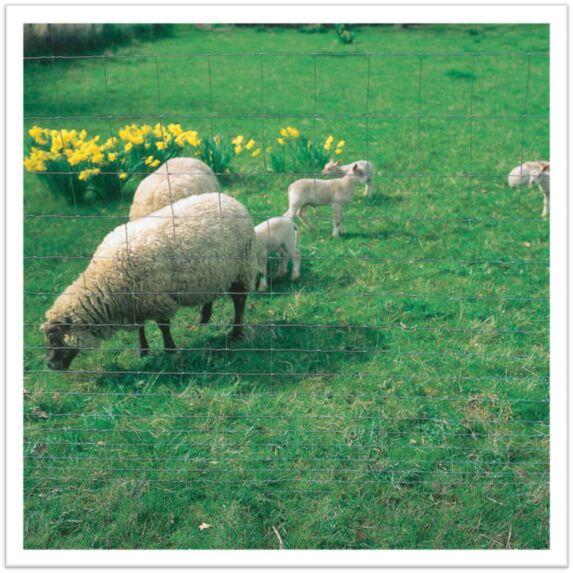 Grillage Agriclos 100-9-15 50ml