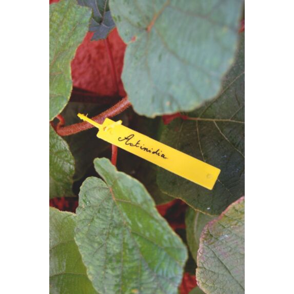 tree label (40 étiquettes à suspendre) - NORTENE