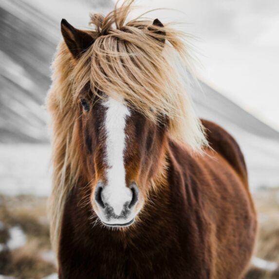 Tableau sur verre Glassart cheval marron 45x45cm