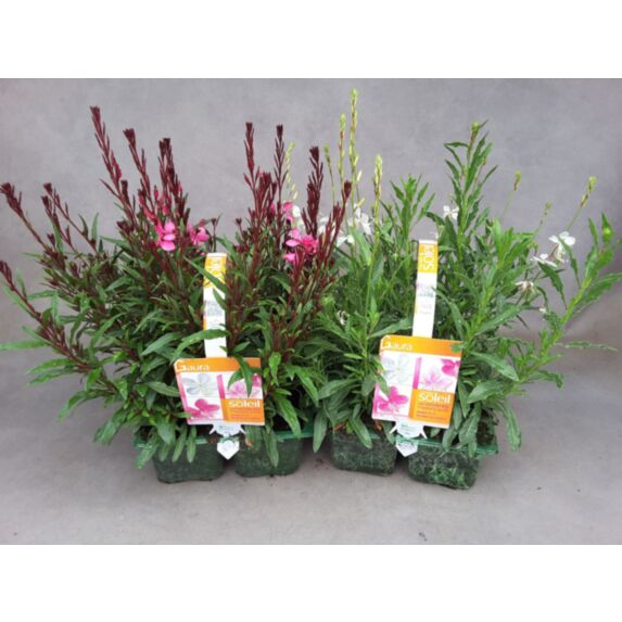 Pack de 4 Gaura Ø9cm
