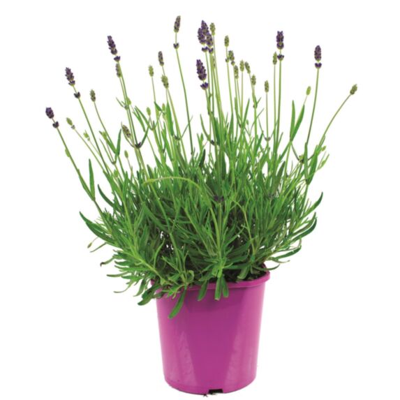 Pot Lavande Pot pot de 2 L