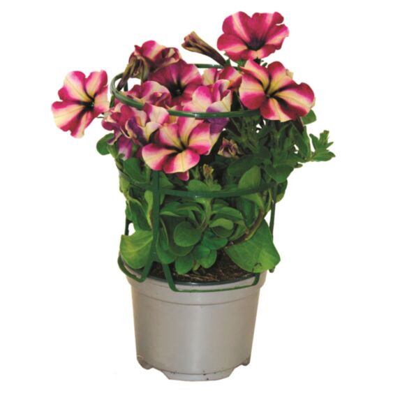 Pot Pétunia de Bouture Retombant ∅10,5cm