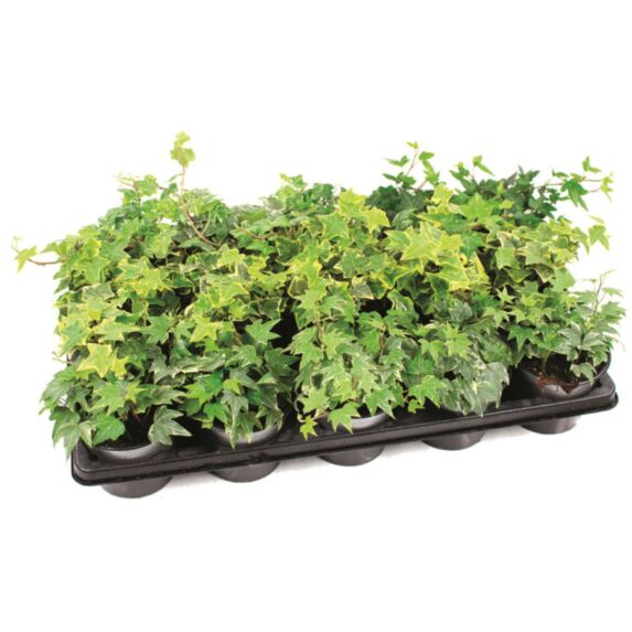 Pot Hedera Varié de Bouture pot ∅10,5cm