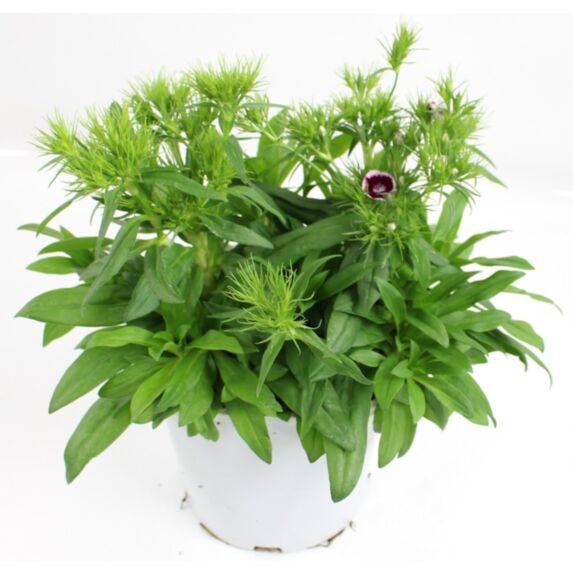 Pot Oeillet de Poète 2L