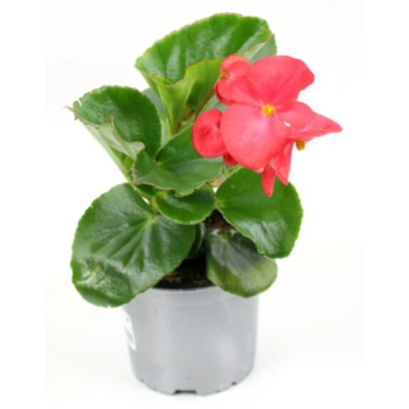 Pot Bégonia Collection ∅10,5cm