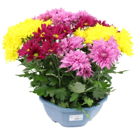 Plante Chrysanthème multifleur tricolore Ø23cm - JARDIN DE VOS ENVIES
