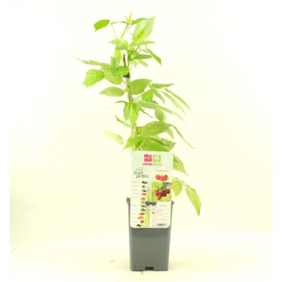 Framboisier fallgold 