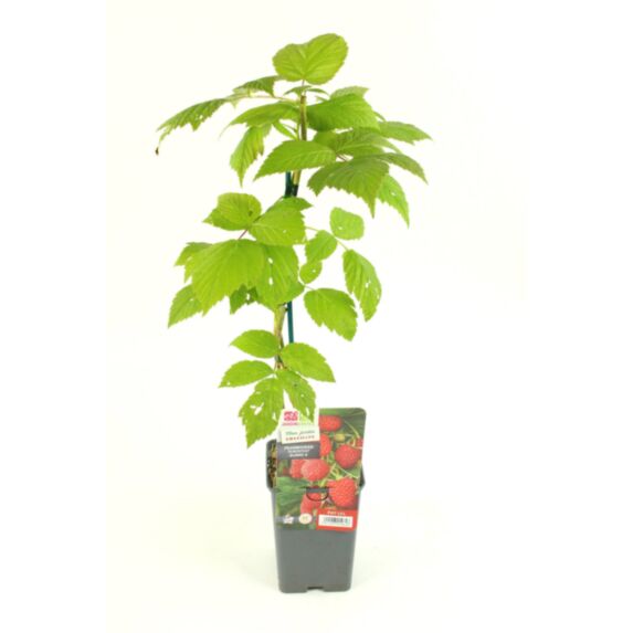 Framboisier remontant sumo 