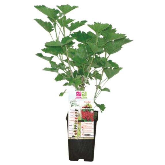 Groseillier ROVADA rouge pot 1,3L