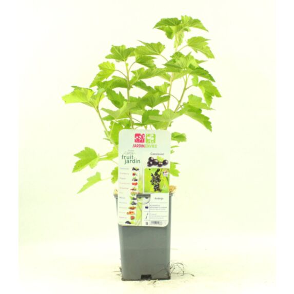 Cassissier Andega pot de 1,3L