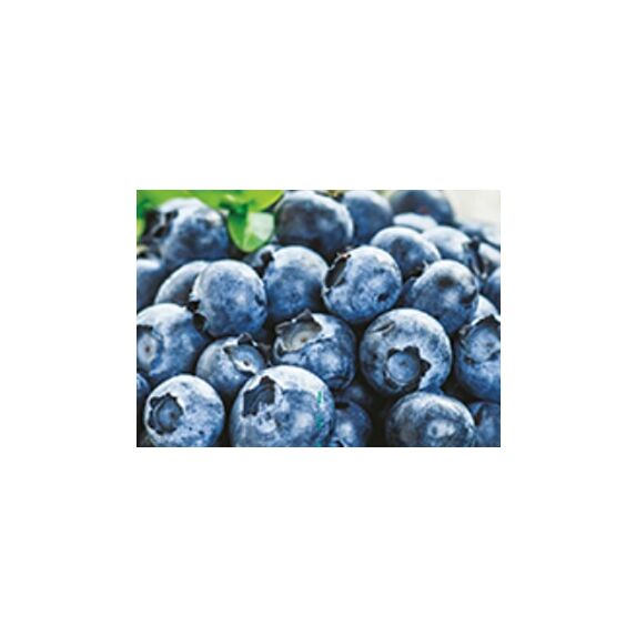 Myrtillier blue crop