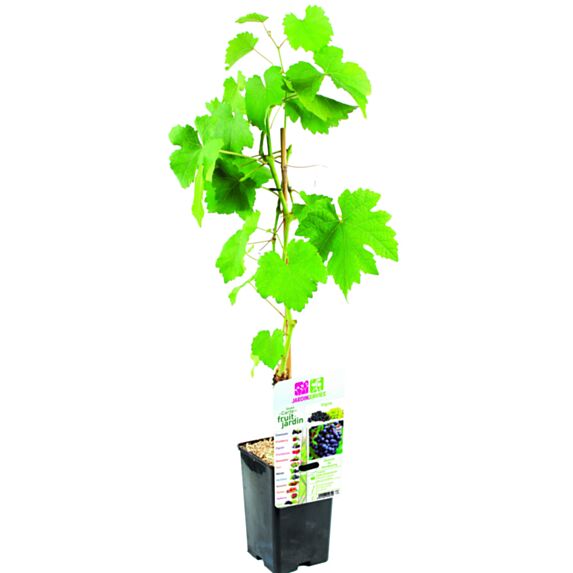 Vigne muscat de hambourg pot de 1,3 L
