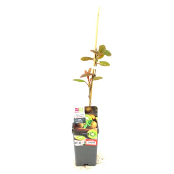 Kiwi femelle ACTINIDIA CHINENSIS HAYWARD pot 1,3L