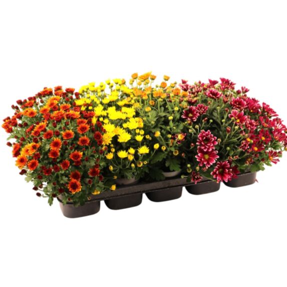 Plante Chrysanthème multifleur Ø12cm - JARDIN DE VOS ENVIES