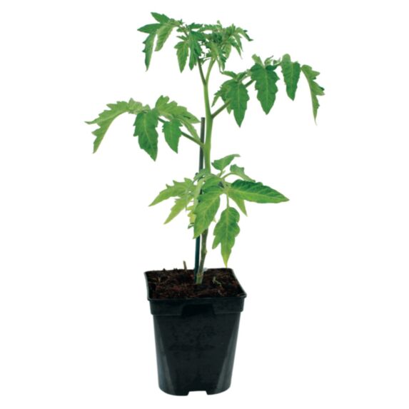 Tomate greffée Coeur de boeuf Pot 1L Rouge - FLEURON D'ANJOU