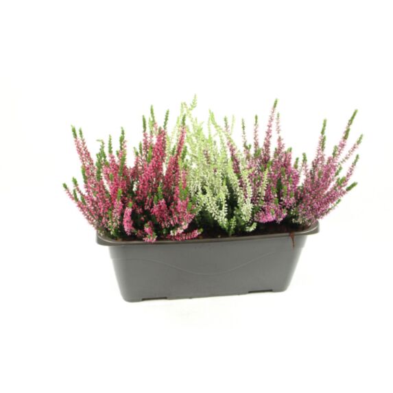 Plante Bruyère Calluna tricolore 40cm - JARDIN DE VOS ENVIES