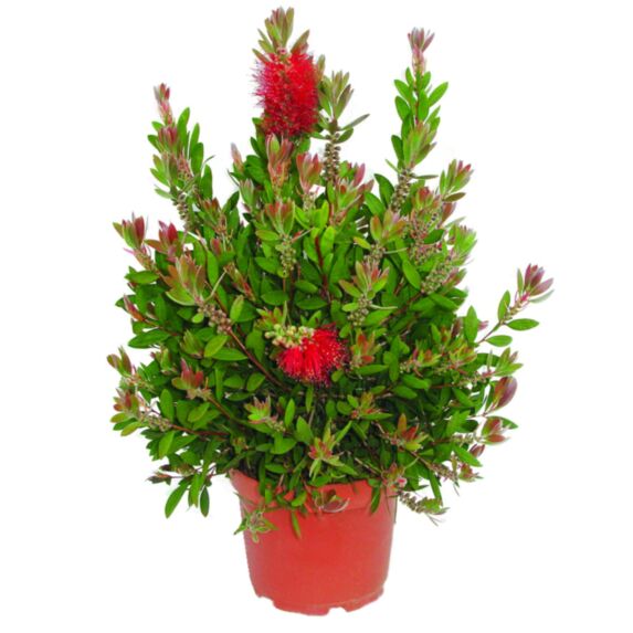 Plant Rince-bouteille (Callistemon Splendens) en pot Ø18cm
