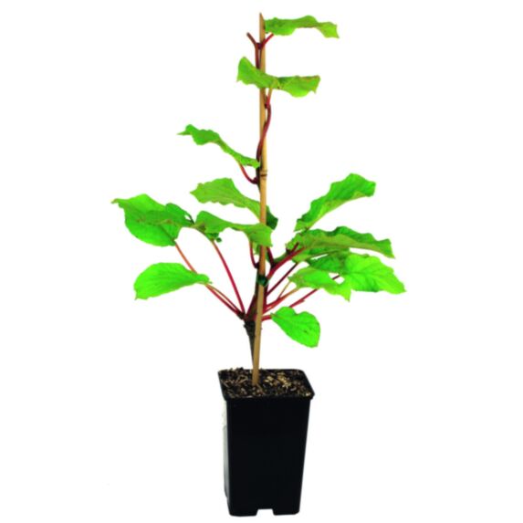 Kiwi autofertile solissimo