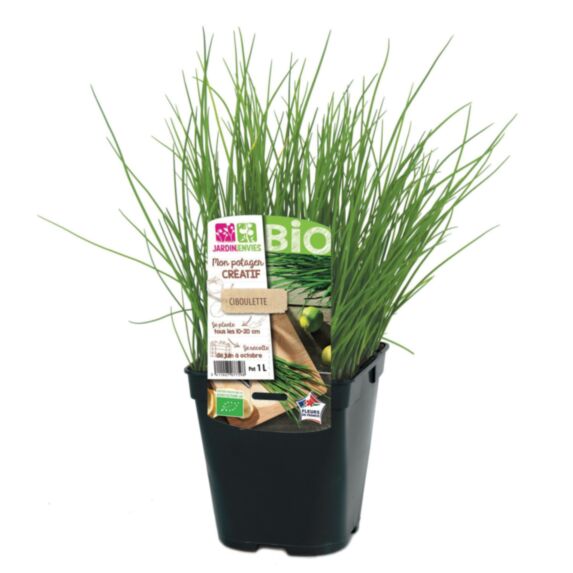 Plante Ciboulette - FLEURON D'ANJOU