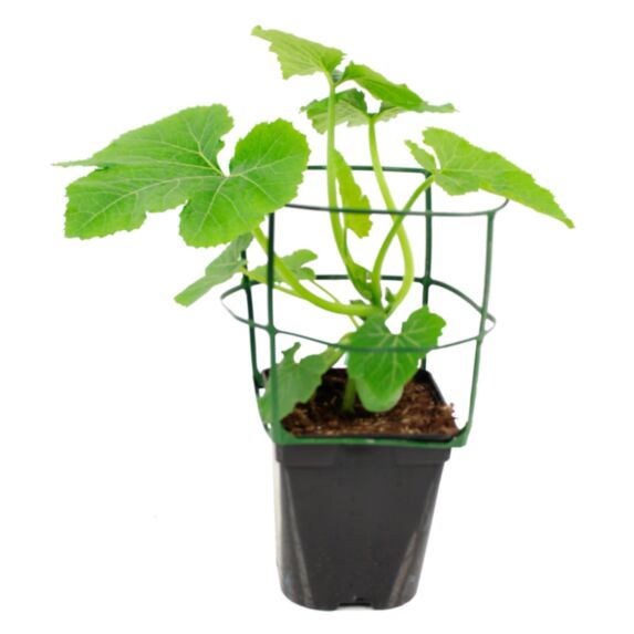 Courgette Cyriac Greffée 1L Verte - FLEURON D'ANJOU