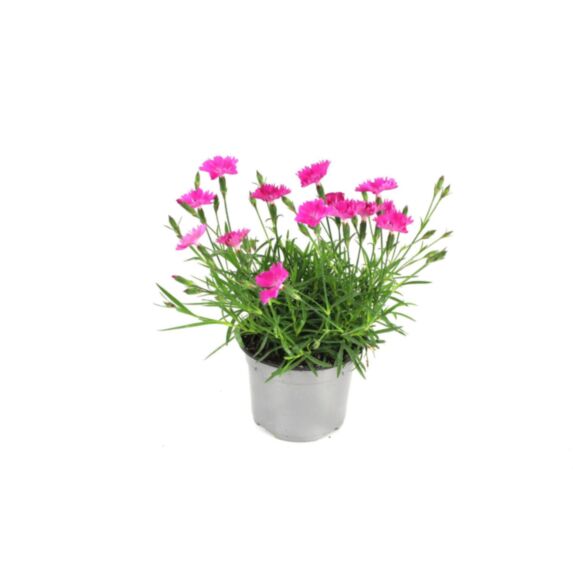Oeillet Nain Kahori Pot 10,5cm - FLEURON D'ANJOU