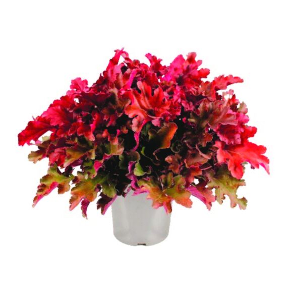 Heuchère collection