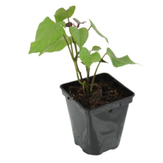Plant patate douce Beauregard pot 0,5L - JARDIN DE VOS ENVIES