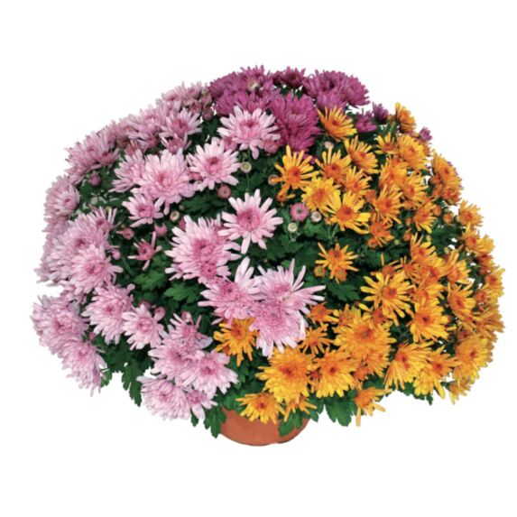 Fleur Chrysanthème Pompon Tricolore - FLEURON D'ANJOU