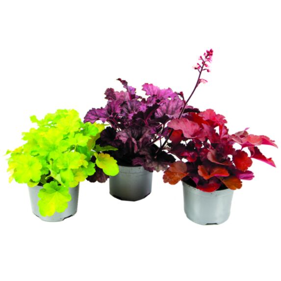 Heuchère collection 