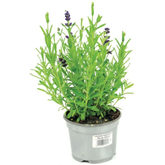 Plante Lavande Angustifolia P10,5cm violet - FLEURON D'ANJOU