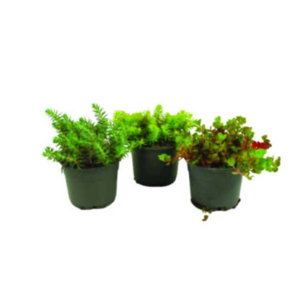 Sedum collection 