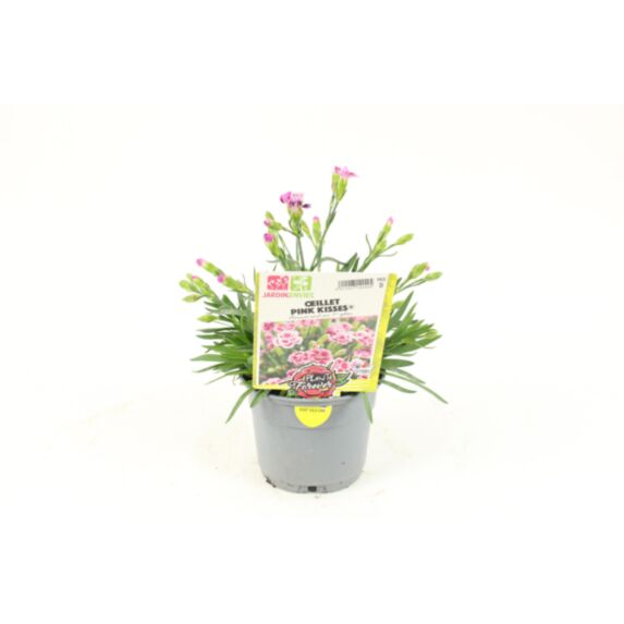 Plante oeillet Pink Kisses fleurs en pot 10,5cm - JARDIN DE VOS ENVIES