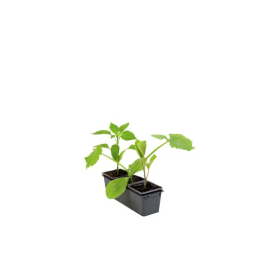 Kit ratatouille barquette de 3 - JARDIN DE VOS ENVIES