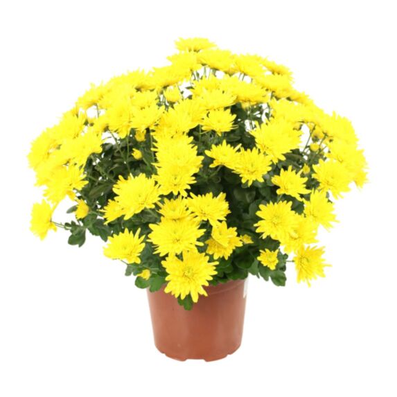 Chrysanthème Pompon Unicolore Ø25/30 - FLEURON D'ANJOU