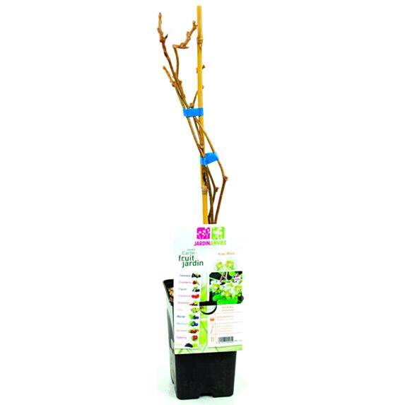 Kiwi mâle TOMURIpot 1,3L