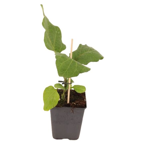 Plant d'aubergine - JARDIN DE VOS ENVIES