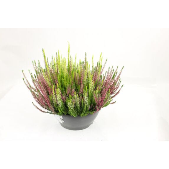 Plante Bruyère Calluna tricolore Ø23cm - FLEURON D'ANJOU