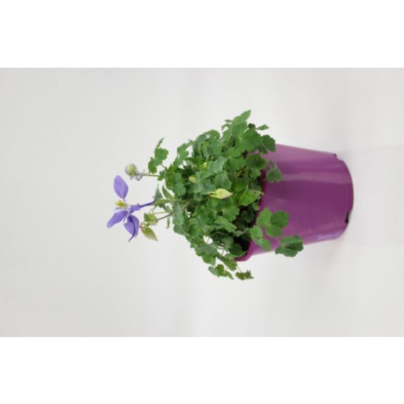 Pot Ancolie Fleurie ∅19cm